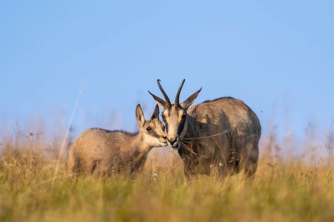 Chamois (Rupicapra rupicapra) mother with her youngster on a meadow in the Vosges Mountains,