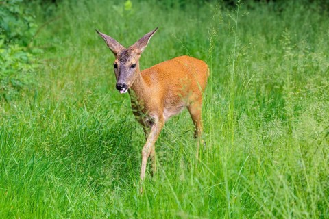 A female roe deer (Capreolus capreolus) crosses a green meadow. Bavaria, Germany