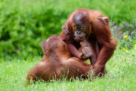 Animal portrait, two Borneo orangutans (pongo pygmaeus) playfully fighting, captive, Borneo