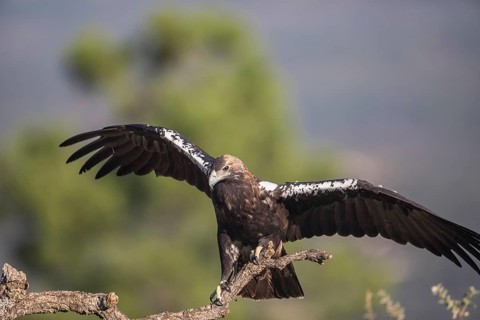 Iberian Eagle (Aquila adalberti), Spanish imperial eagle, Extremadura, Castilla La Mancha, Spain