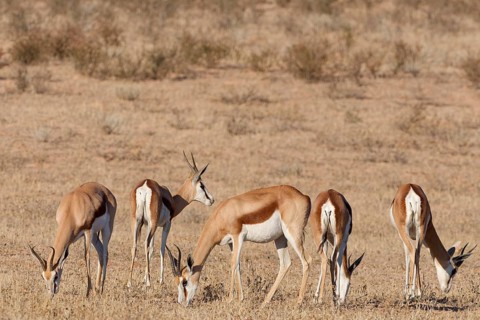 Springboks (Antidorcas marsupialis), group of adults, feeding on dry grass, Kalahari desert,