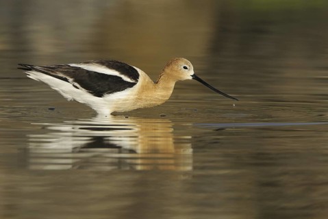 American Avocet (Recurvirostra americana), Washington, USA