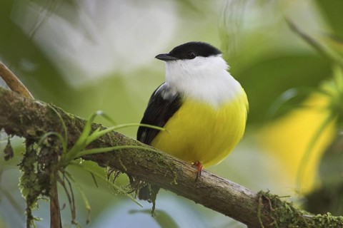 White-collared Manakin (Manacus candei) male, Costa Rica