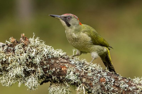 European Green Woodpecker (Picus viridis), adult female perched on a tree, Castilla Leon, Spain