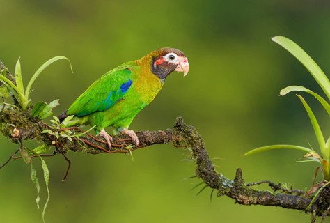 Brown-hooded-Parrot (Pyrilia haematotis) - at Laguna Lagarto Lodge near Boca Tapada, Costa Rica