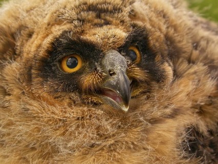 Short-eared Owl (Asio flammeus) chick in nest, Brandenburg, Germany