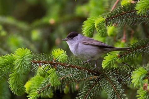 Eurasian Blackcap (Sylvia atricapilla) male, Hungary