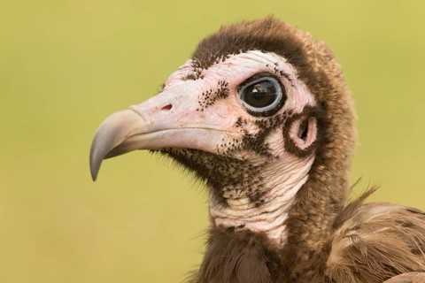 Hooded Vulture (Necrosyrtes monachus) juvenile, Gambia