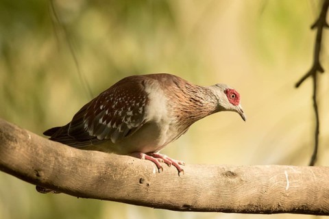 Speckled Pigeon (Columba guinea), Gambia