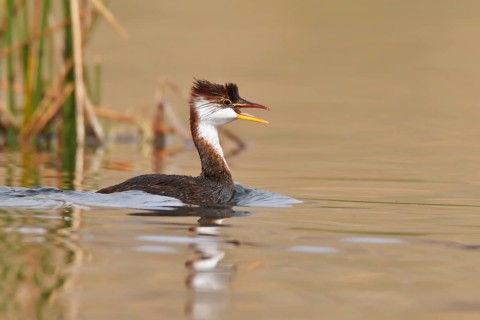 Titicaca Flightless Grebe (Rollandia microptera) in lake Titicaca in Bolivia, South America