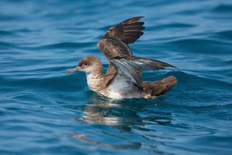 Black-vented Shearwater Puffinus opisthomelas San Diego, California, United States 14 September