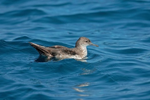 Black-vented Shearwater Puffinus opisthomelas San Diego, California, United States 14 September