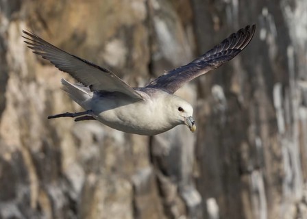 Northern Fulmar (Fulmarus glacialis) flying, Scotland, United Kingdom