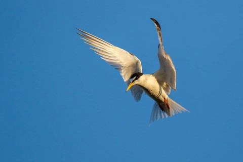 Little Tern (Sternula albifrons) flying, Greece