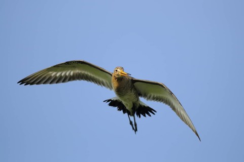 Uferschnepfe (Limosa limosa), Black-tailed Godwit, Altvogel im Flug, Mai, Nijkerk, Niederlande
