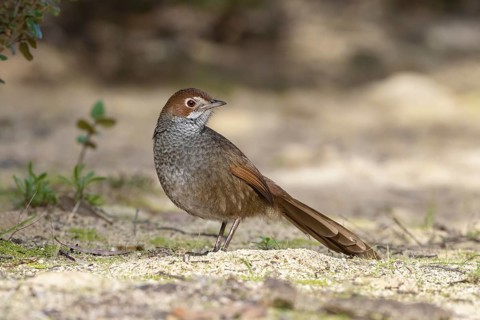 Rufous Bristlebird (Dasyornis broadbenti) perched on the ground, Victoria, Australia