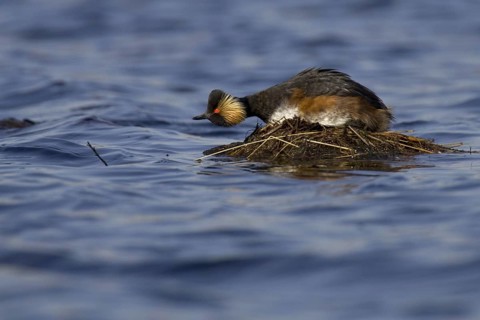 Black-necked Grebe (Podiceps nigricollis), Lower Saxony, Germany