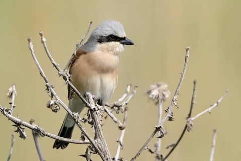 Red-backed Shrike (Lanius collurio) male, Burgenland, Austria