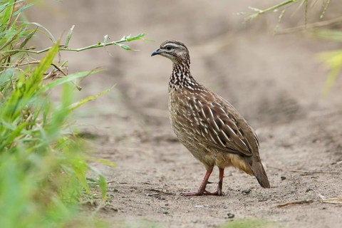 Crested Francolin (Dendroperdix sephaena), Tarangire, Tanzania
