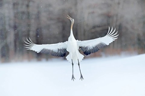 Dancing Red-crowned crane with open wing in flight, with snow storm, Hokkaido, Japan. Bird in fly,