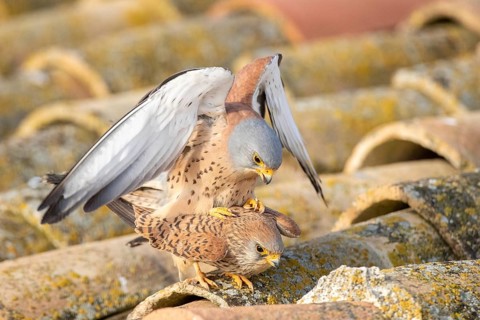 Lesser Kestrel (Falco naumanni) pair mating, Castile-La Mancha, Spain