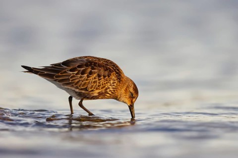 Dunlin (Calidris alpina) foraging, North Rhine-Westphalia, Germany