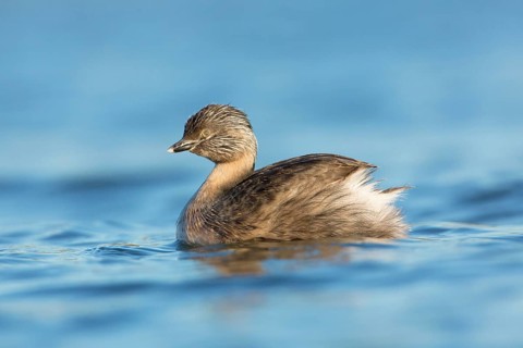 Hoary-headed Grebe (Poliocephalus poliocephalus), Victoria, Australia