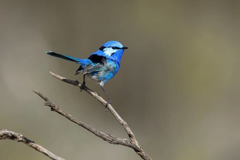 Splendid Fairywren (Malurus splendens callainus) male, Victoria, Australia