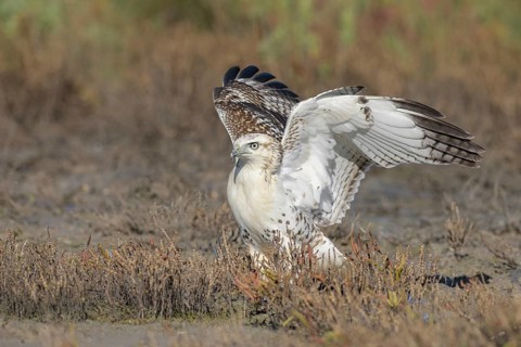 Red-tailed Hawk (Buteo jamaicensis) perched on the ground, Texas, USA