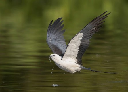 Swallow-tailed Kite (Elanoides forficatus) drinking in flight, Florida, USA