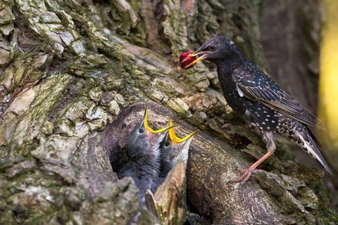 Common Starling (Sturnus vulgaris) feeding chicks in nest with a cherry, Hungary