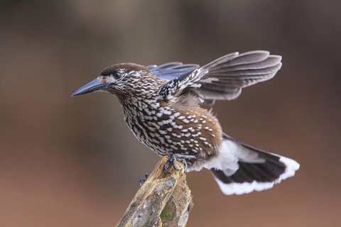 Spotted Nutcracker (Nucifraga caryocatactes), Carinthia, Austria