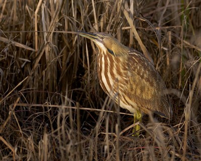 American Bittern