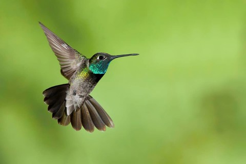 Rivoli's Hummingbird Eugenes fulgens Madera Canyon, Santa Cruz Co., Arizona, USA 17 May Adult Male