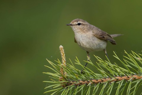 Siberian Chiffchaff - Taigazilpzalp - Phylloscopus tristis, Russia (Ural)