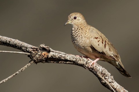 Common Ground-Dove (Columbina passerina) perched on a branch in the grasslands of Guyana