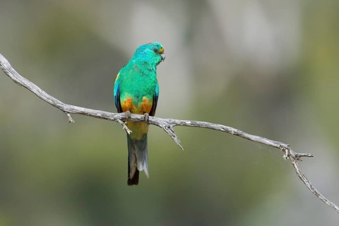 Mulga Parrot (Psephotellus varius) male perched on a branch, South Australia, Australia