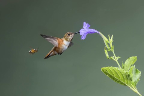 Rufous Hummingbird Selasphorus rufus Tucson, Pima County, Arizona, United States 25 August Immature