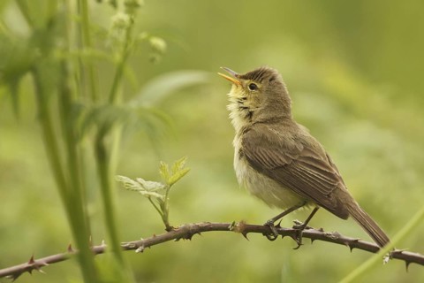 Melodious Warbler (Hippolais polyglotta) singing, Saarland, Germany