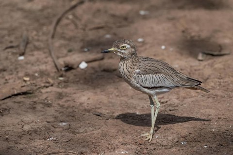 Senegal Thick-knee (Burhinus senegalensis), Senegal