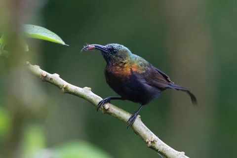 Bronzy Sunbird (Nectarinia kilimensis) male perched on a branch with little spider in beak, Uganda