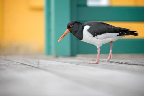 Eurasian Oystercatcher (Haematopus ostralegus), Schleswig-Holstein, Germany