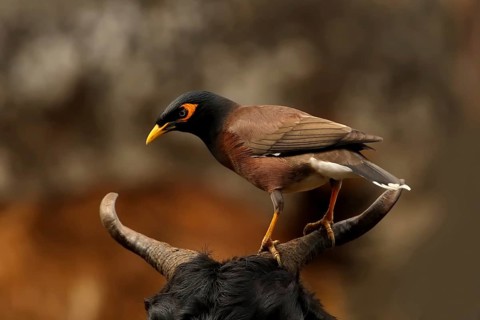 Common Myna (Acridotheres tristis), Uttarakhand, India