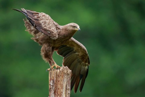 Lesser Spotted Eagle (Clanga pomarina) perched on a pale, Poland