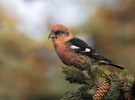 A male White-winged Crossbill, Loxia leucoptera, perched atop a spruce tree in Saskatoon,
