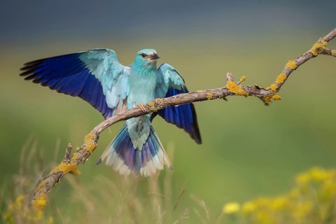 European Roller (Coracias garrulus), Bulgaria