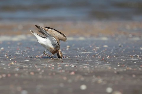 Greater Sand Plover (Charadrius leschenaultii) foraging on beach, Ras al-Sawadi, Oman