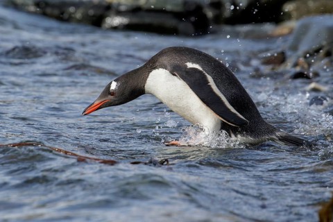 Gentoo Penguin (Pygoscelis papua) perched on a rocky beach on South Georgia Island