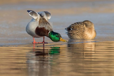 Mallard (Anas platyrhynchos) pair on ice, Tribalj, Croatia