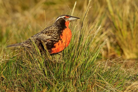 Long-tailed Meadowlark (Sturnella loyca) perched on the ground in the Falkland Islands